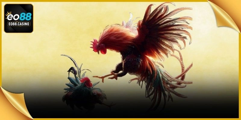 Không gian trường đấu rực rỡ quy tụ vô số chiến kê dũng mãnh tranh tài